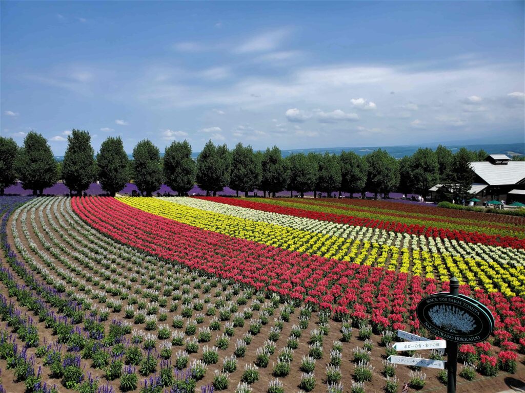 紫、緑、赤、黄色の花が順番に植えられているファーム富田の畑