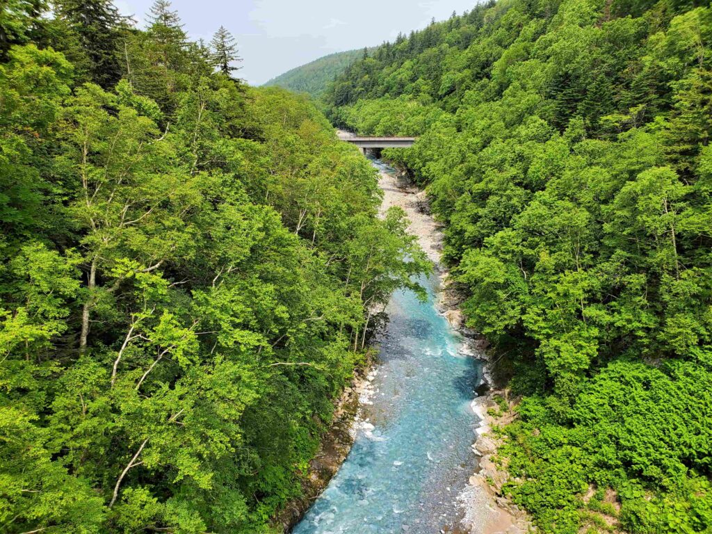 緑の木々に囲まれる白ひげの滝周辺の川の風景