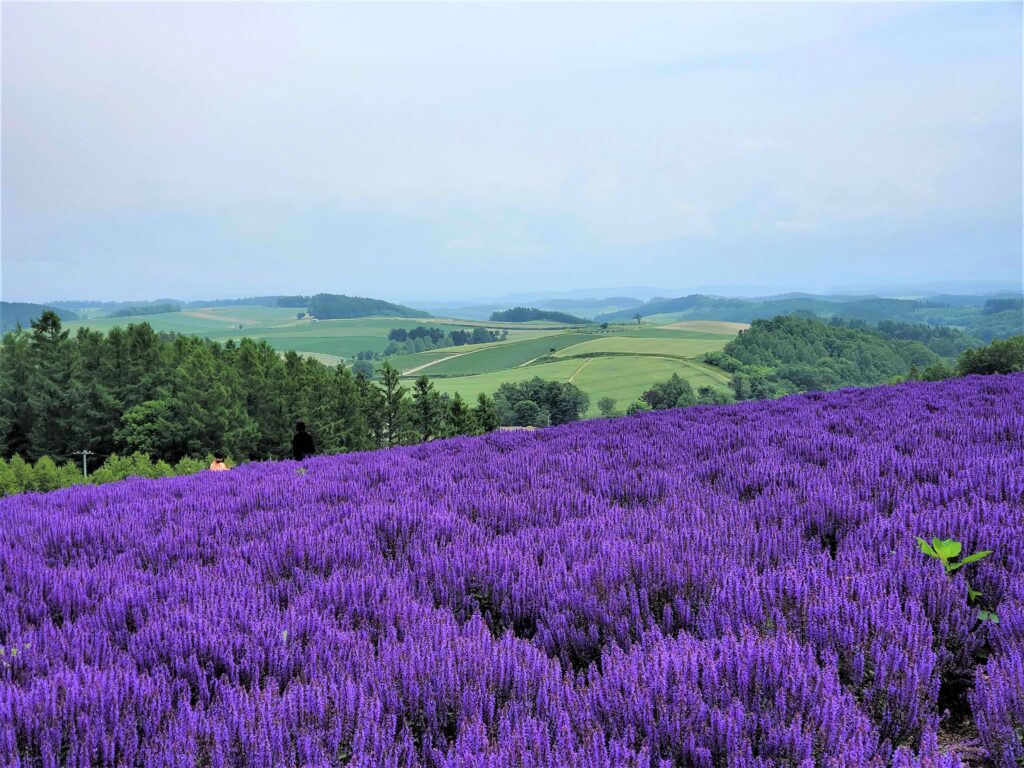 紫色の花の絨毯と緑の丘陵地帯の広がる四季彩の丘の風景