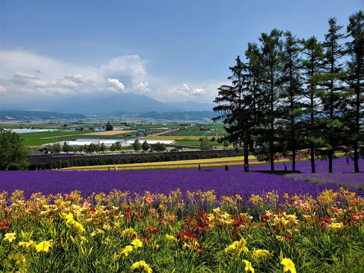 黄色、紫、黄色、赤の花が順番に植えられている花の絨毯の先に富良野岳を望むファーム富田の風景