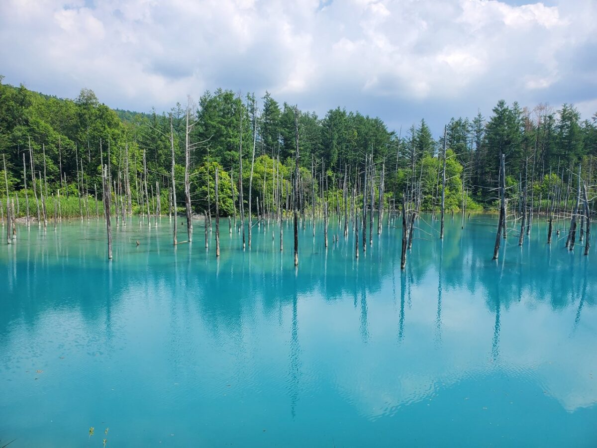 青い池に緑の木々が立ち並ぶ風景